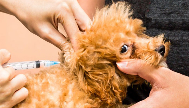 犬の混合ワクチンで予防できる病気 その1