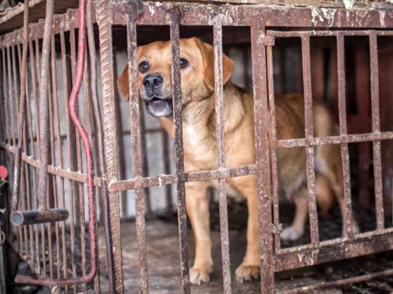 中国が犬猫を食用可能動物から除外
